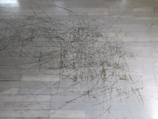 Charlotte’s Woody Web aka Scratches ugly floor contest entry photo